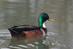 Ente im Maxipark